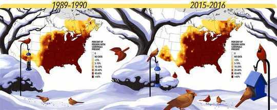 Here Are Some Tips For Feed Wild Birds The Right Way