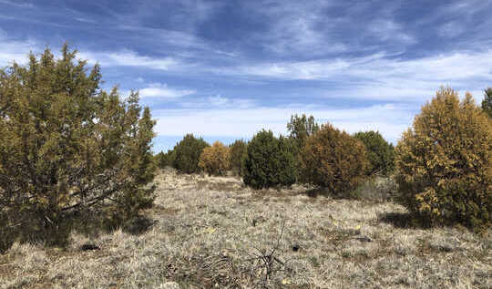dying trees