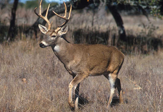 12 20 deer