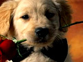 The Animal Messengers' Unconditional Love Lessons